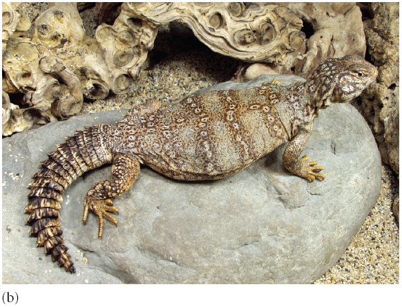 Female individuals of the banded Uromastyx, Uromastyx flavofasciata, are different colours. Most nat