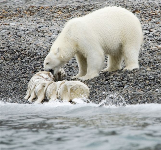 Polar bears feed upon a number of marine mammals. They are currently at the centre of international 