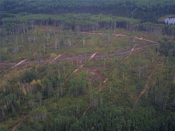 Large regions of the Boreal forest in Alberta have been divided into a grid due to industrial develo