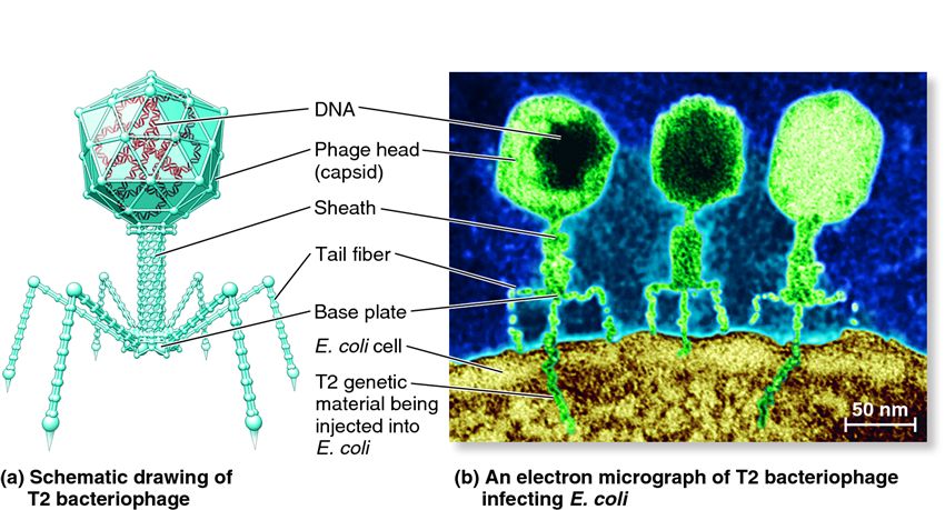 The structure of T2 bacteriophage