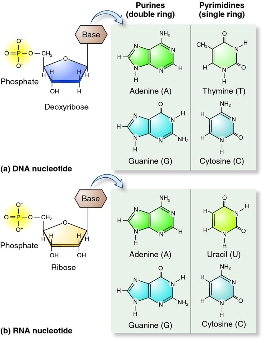 Nucleotides and their components