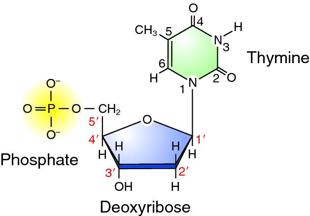 Conventional numbering in a DNA nucleotide