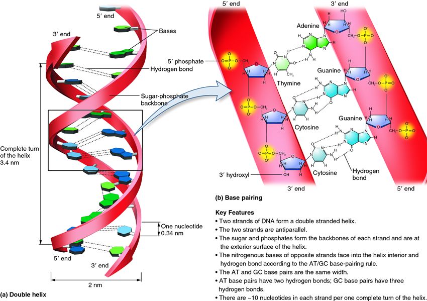 Structure of the DNA double helix