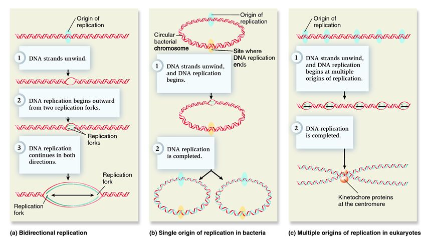 Origins of replication in the chromosomes of different organisms