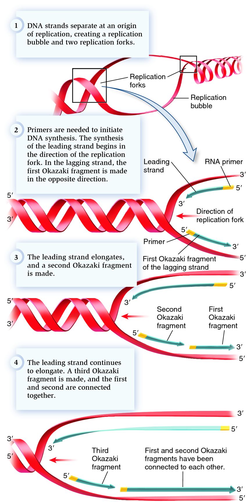 DNA replication is bidirectional from each origin, creating two forks per origin