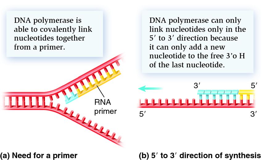 Enzymatic feature of DNA polymerase