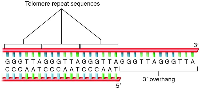 Telomere sequences at the end of a human chromosome