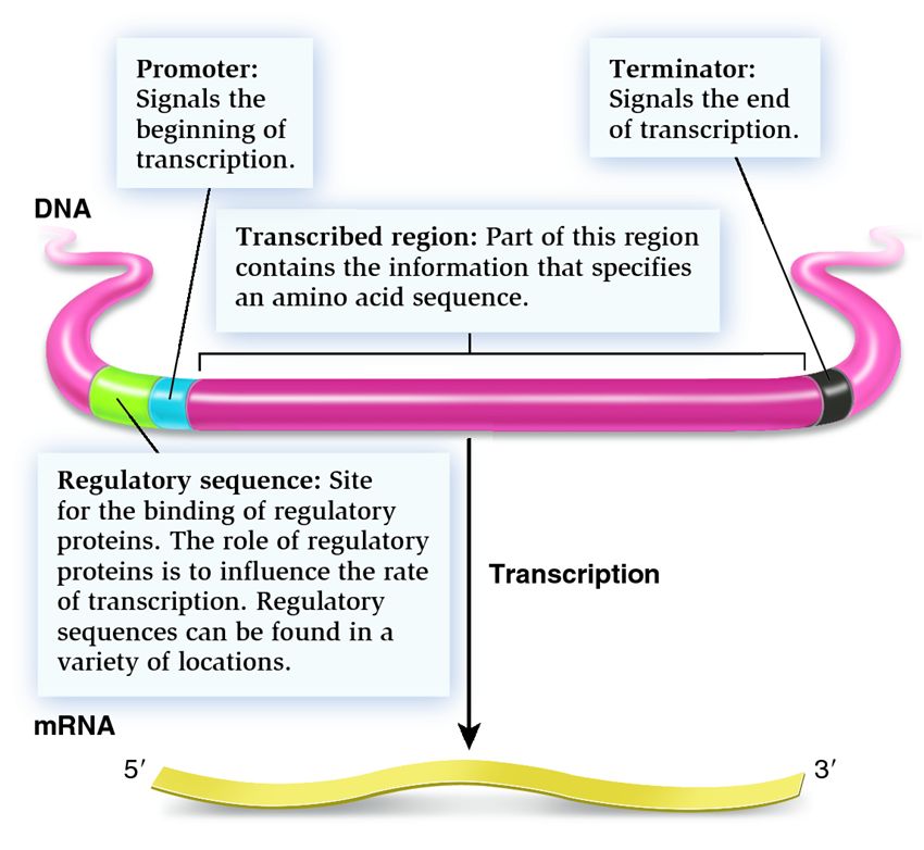 A structural gene as a transcriptional unit