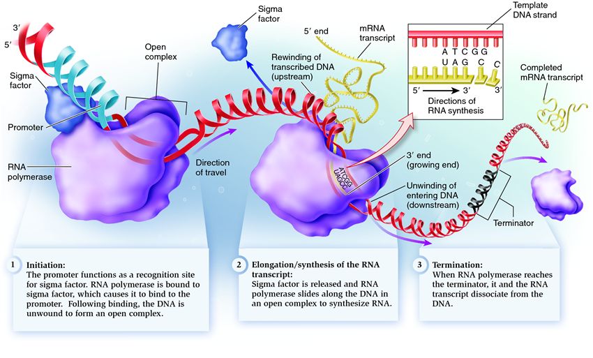 Stages of transcription