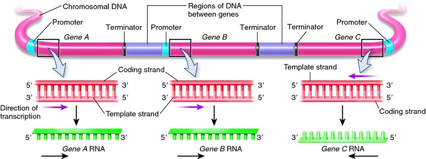 The transcription of three different genes that are found in the same chromosome.