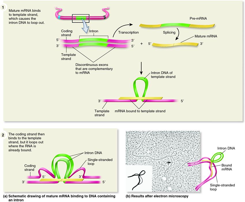 Leder's experiment showing the binding of mRNA to DNA that contains an intron