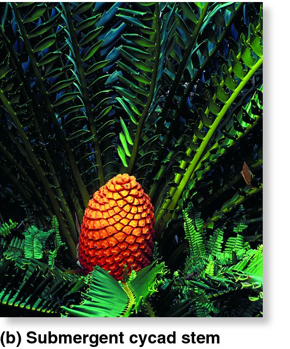 Cycads.