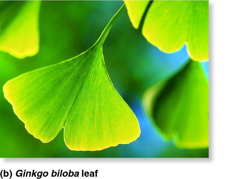 Ginkgo biloba