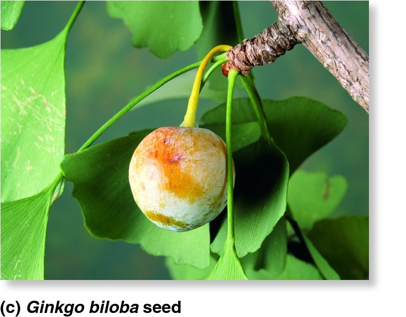 Ginkgo biloba