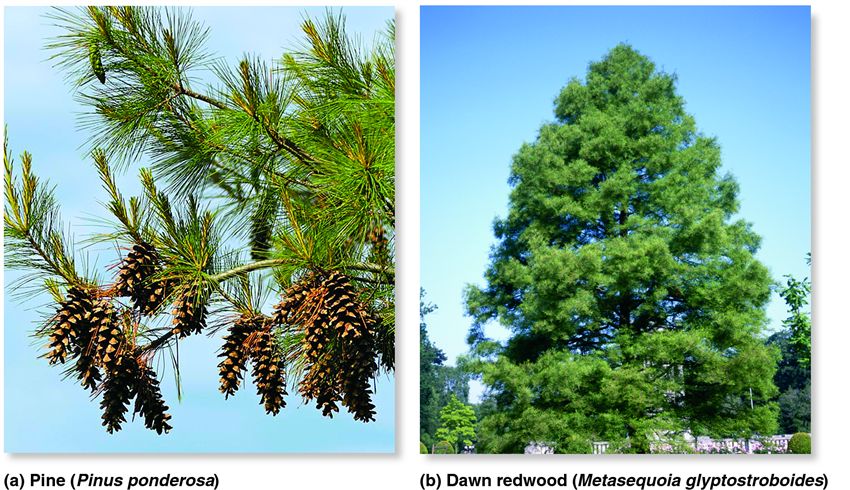 Representative conifers