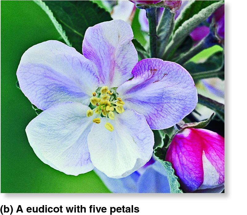 Flower part number is a characteristic difference between monocots and eudicots