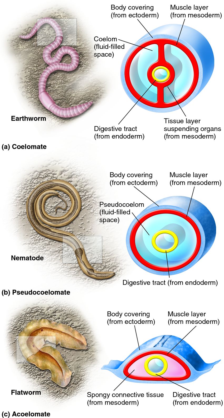 The three basic body plans of bilaterally symmetrical animals.