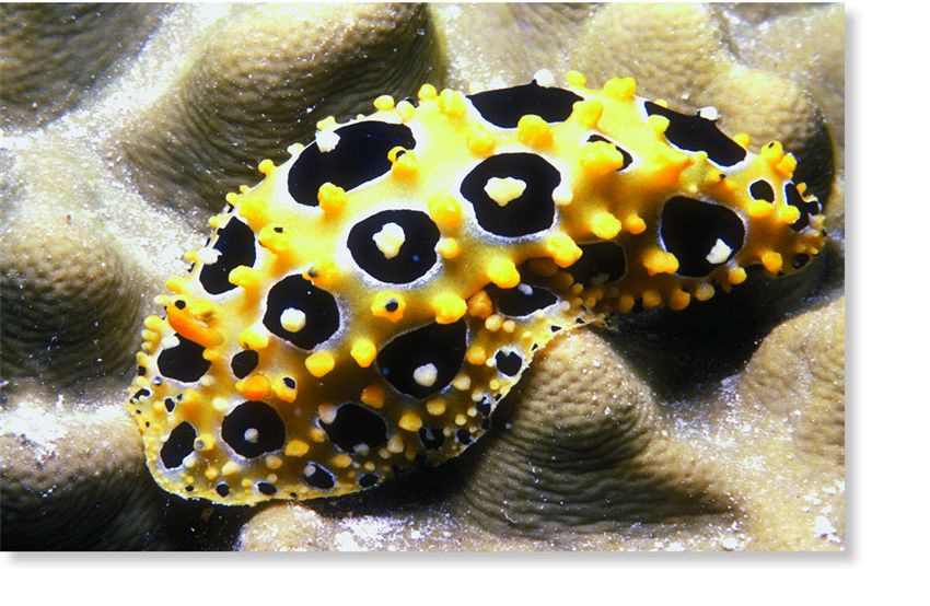 A sea slug (Phyllidia ocellata).