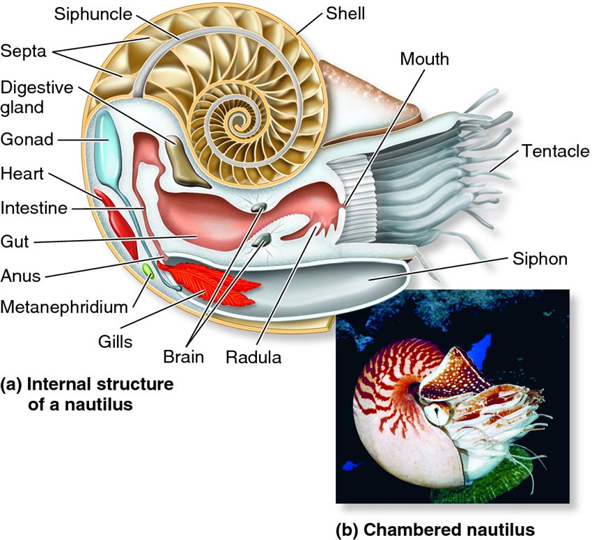 The nautilus.