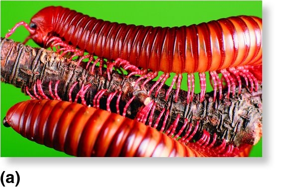 Millipedes and centipedes.