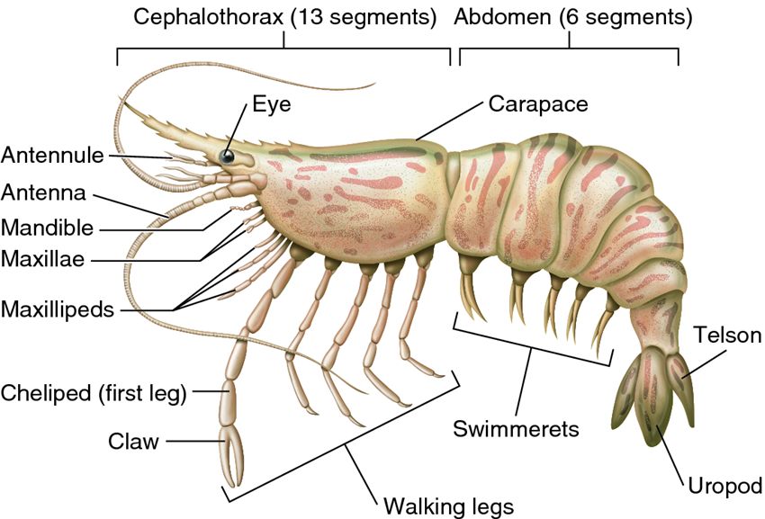 Body plan of a crustacean, as represented by a shrimp