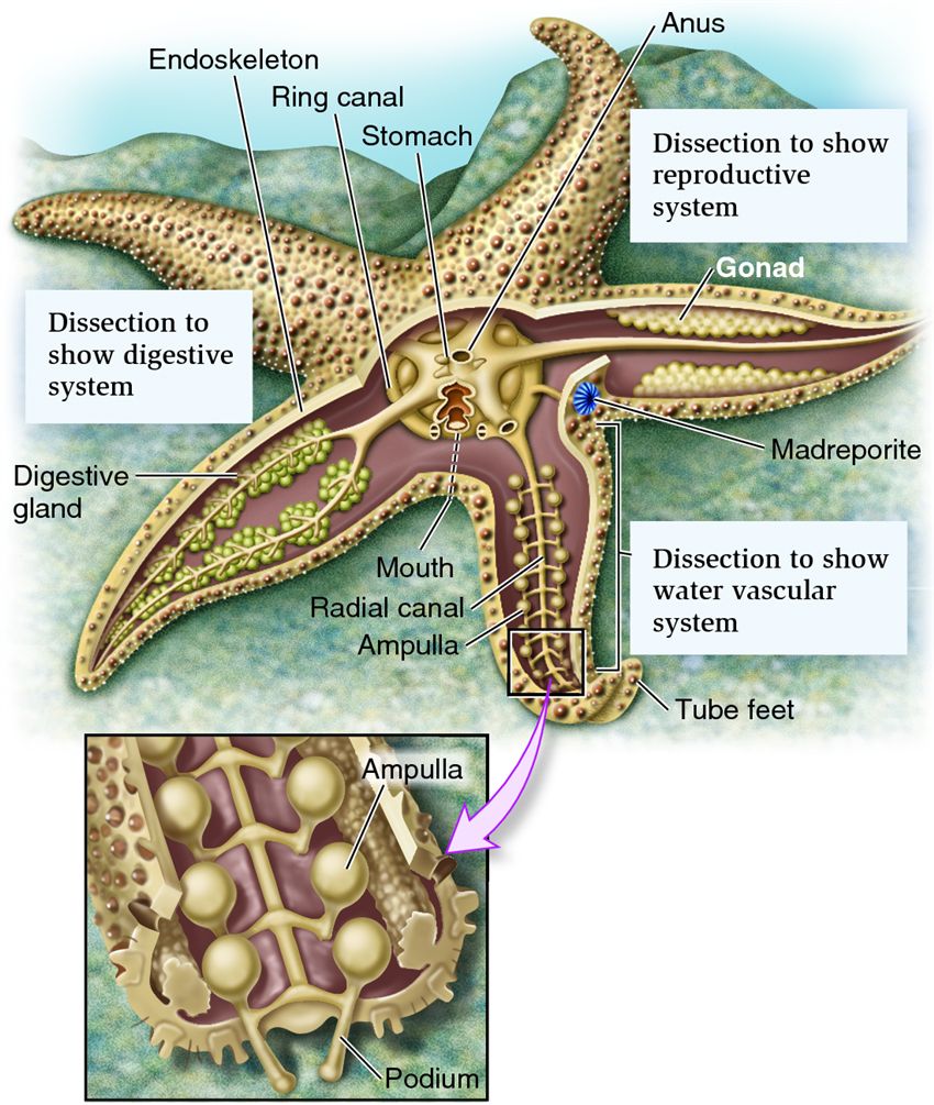 Body plan of an echinoderm, as represented by a sea star.