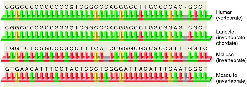 Comparison of small subunit rRNA gene sequences of vertebrate, invertebrate chordate, and invertebra