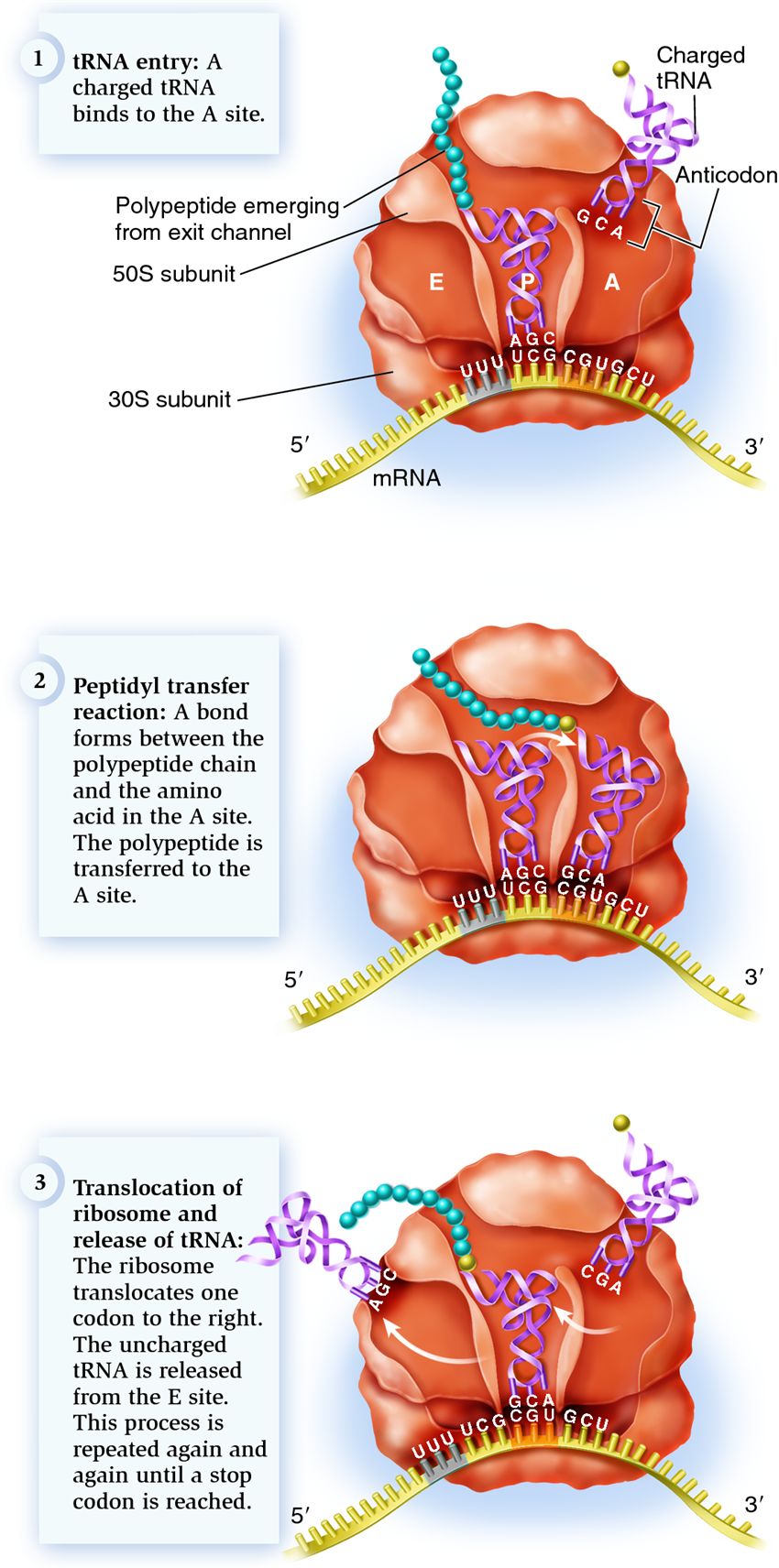 Elongation stage of translation in bacteria