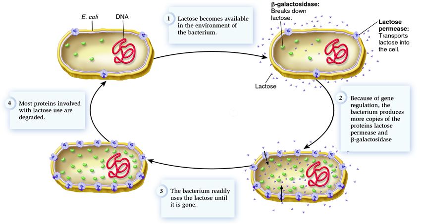 Gene regulation of lactose use in E. coli