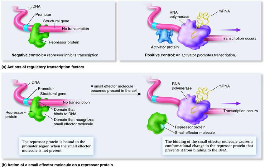 Actions of regulatory transcription factors and small effector molecules