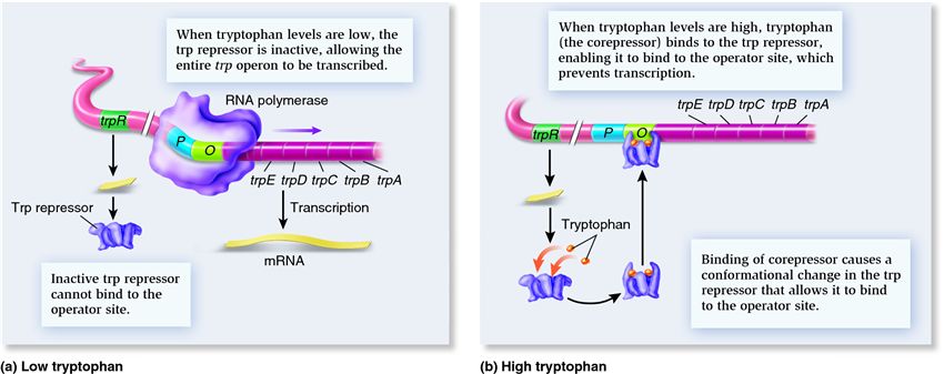 Negative control of a repressible set of genes: function of the trp repressor and corepressor in reg