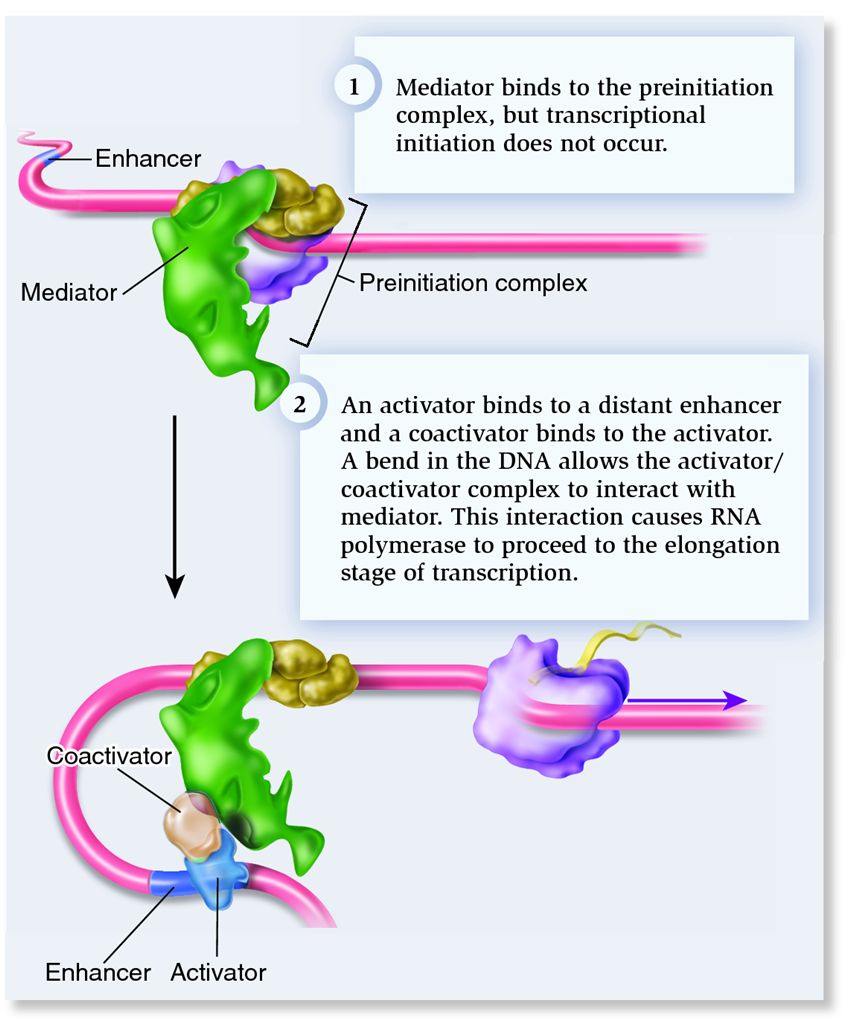 Two mechanisms of eukaryotic activators