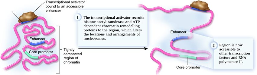 Effects of an activator on chromatin compaction