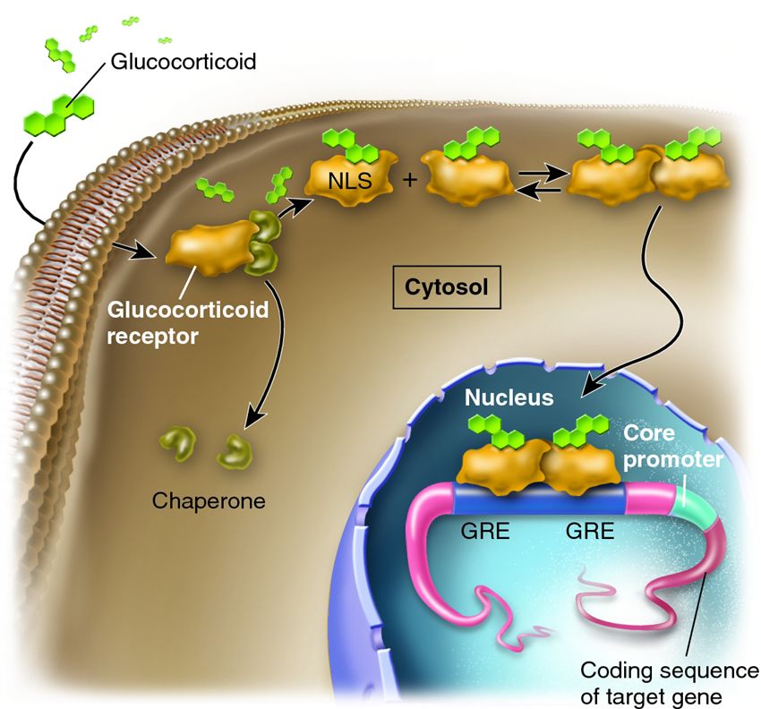 Action of the glucocorticoid receptor as a transcriptional activator