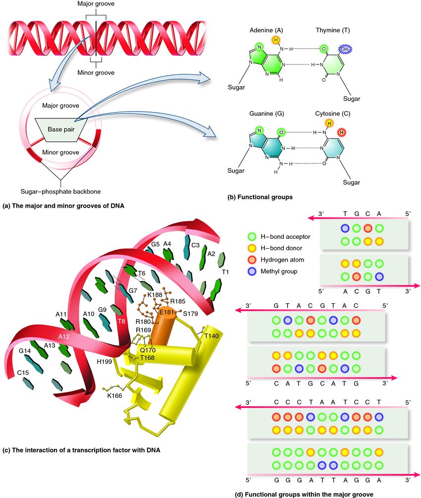 Interaction of transcription factors with DNA