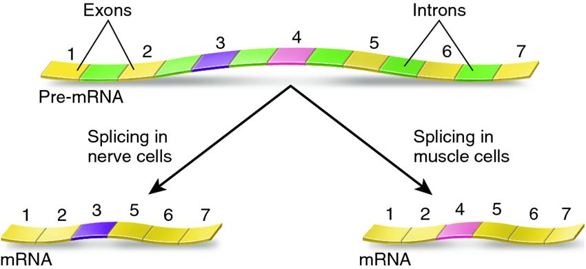 Alternative splicing as a regulatory method for RNA processing