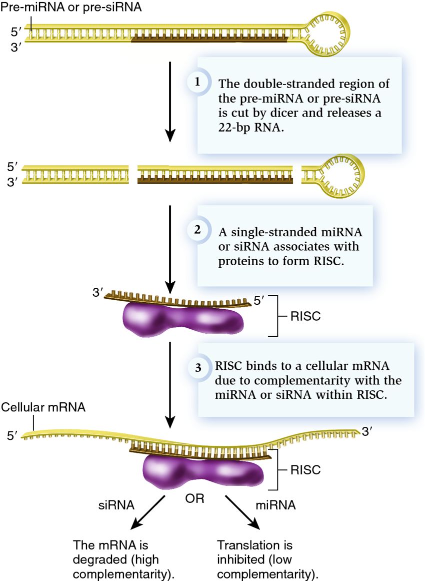 Mechanism of action of microRNA (miRNA)