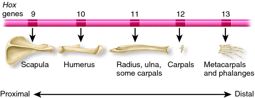 The role of Hox genes 9ÃƒÂ¢Ã¢â€šÂ¬Ã¢â‚¬Å“13 in specifying limb formation from the proximal to distal