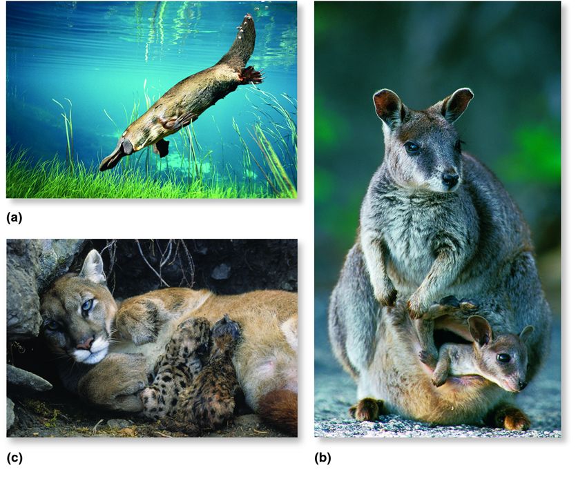 Variability among mammals.