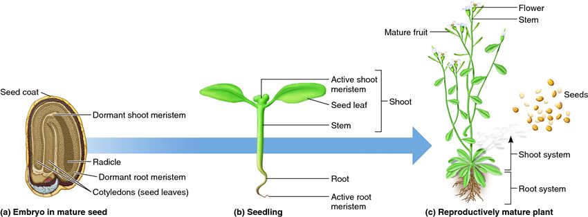 The seed-to-seed life of flowering plants.