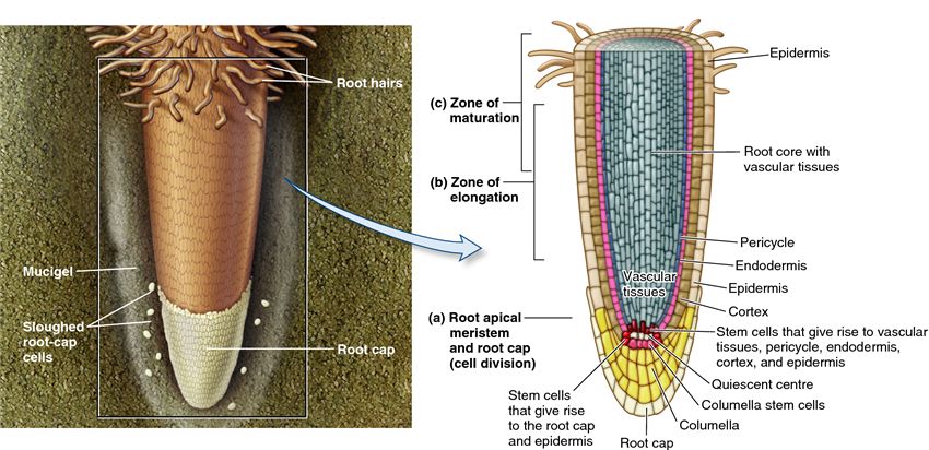 Three zones of root growth.