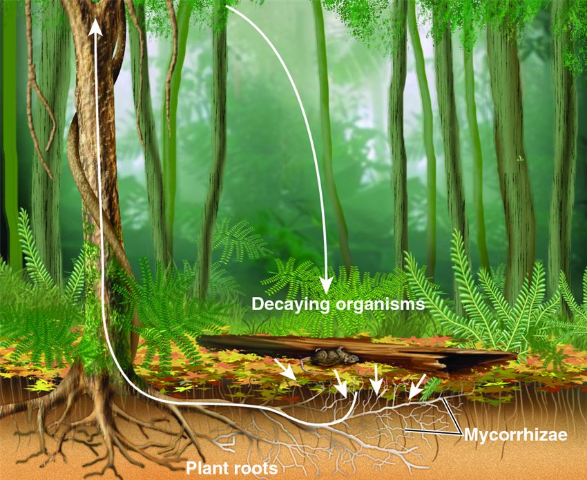 Mycorrhizae aid nutrient acquisition.