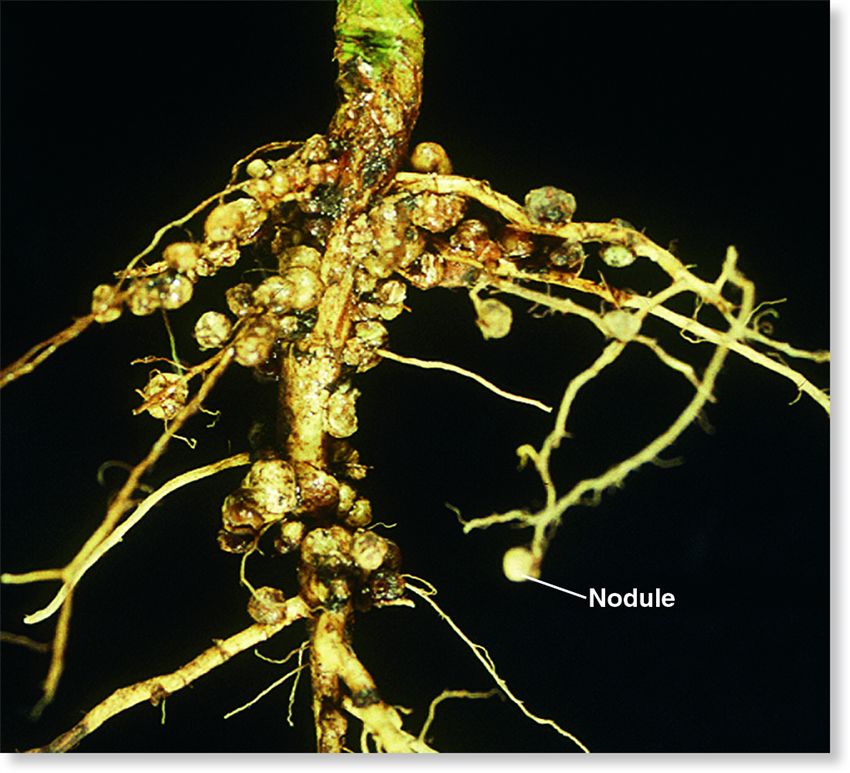 Legume root nodules.