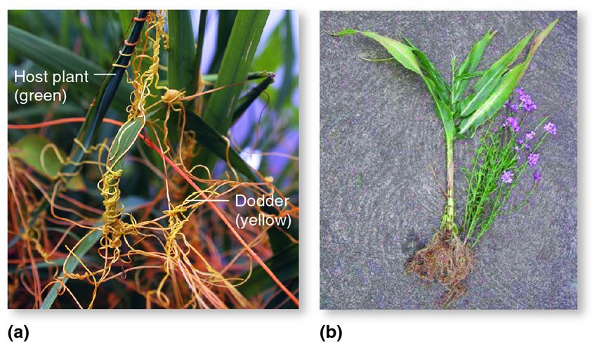 Parasitic plants.