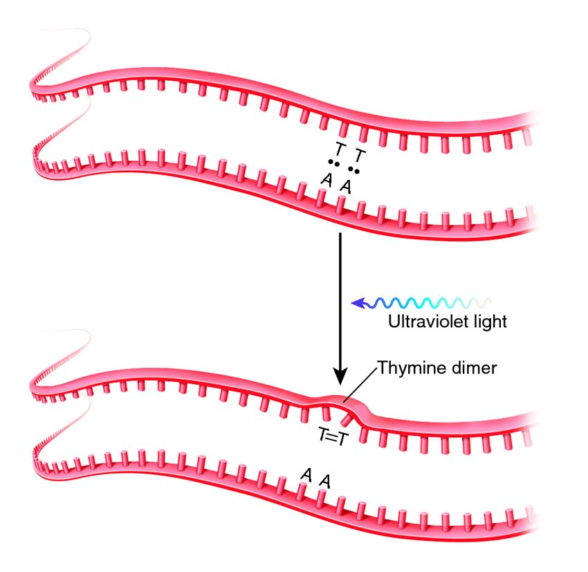 Formation and structure of a thymine dimer