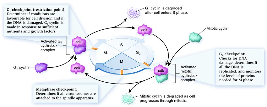 Checkpoints in the cell cycle.