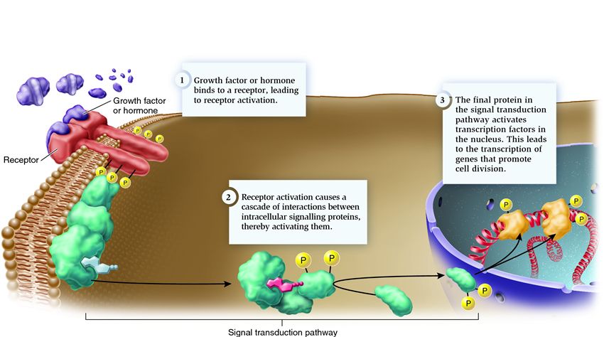 General features of a growth factor or hormone signalling pathway that promotes cell division
