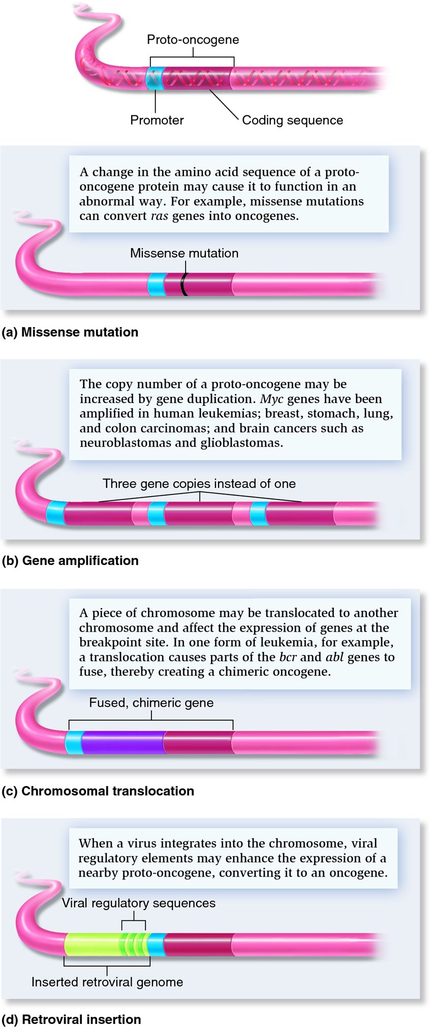 Genetic changes that convert proto-oncogenes to oncogenes