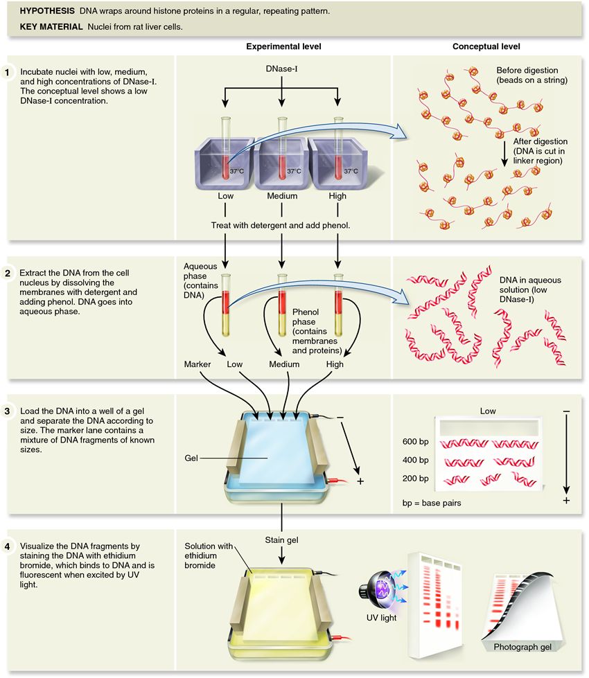 Noll's DNase-I digestion experiment, which verified the beads-on-a-string model of DNA compacti