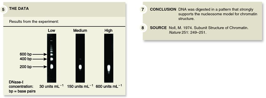 Noll's DNase-I digestion experiment, which verified the beads-on-a-string model of DNA compacti